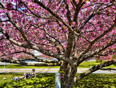 Photo of student studying under a pink tree in bloom.